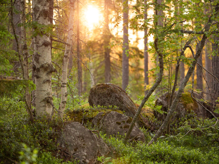 Trollskog