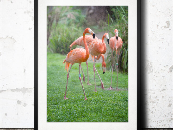 Flamingokvintetten?