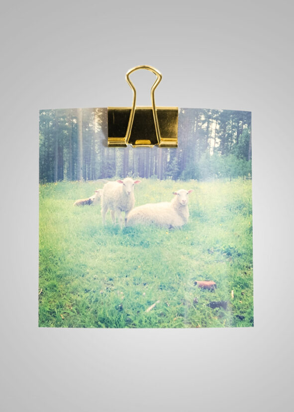 Posterklämma 32 mm Guld 4-pack