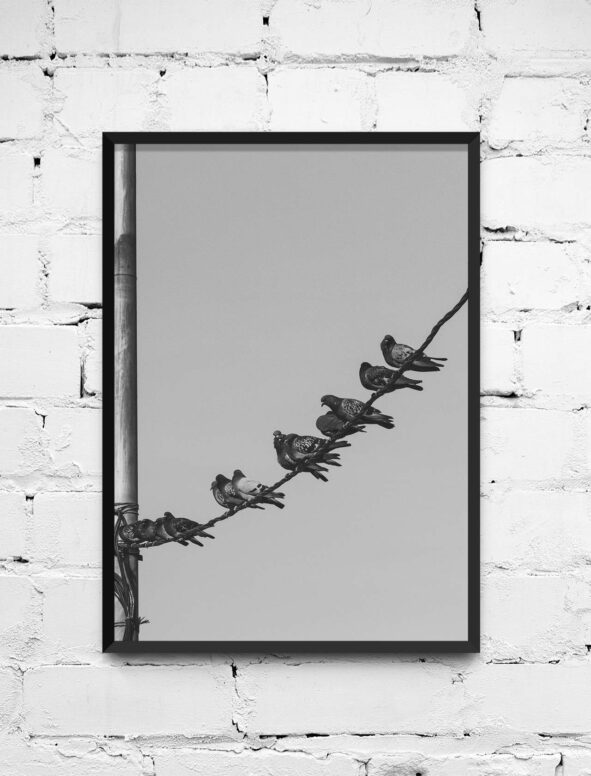 Poster Birds